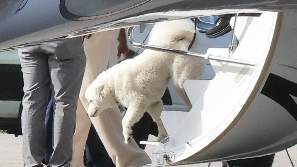 taylor-swift-alerts-–-bone-to-be-wild!-as-taylor-swift-and-travis-kelce-reveal-their-new-‘high-maintenance’-samoyed-pooch-–-the-top-10-breeds-that-look-good-but-are-very-demanding,-from-‘needy’-jack-russells-to-‘lively’-cocker-spaniels